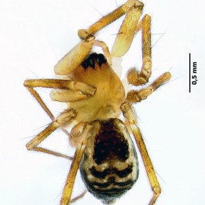 Tenuiphantes miguelensis