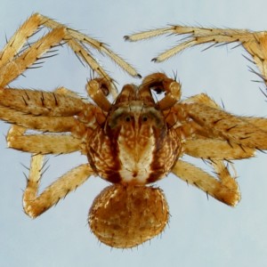 Xysticus cor