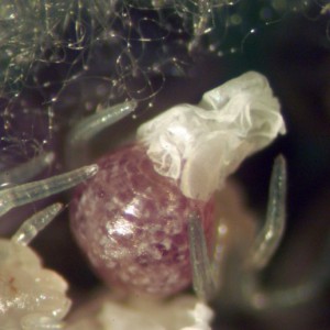 Larva recém-nascida ainda com restos de ovo no abdómen © Rui Carvalho