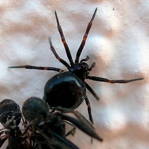 Fêmea a predar formigas © Heliodoro Piçarra