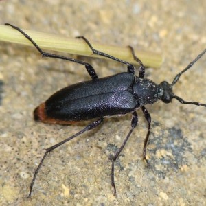 Stenurella nigra