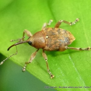 Curculio glandium