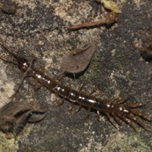 Lithobius calcaratus