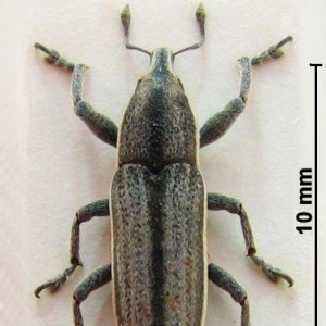 Lixus anguinus