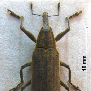 Lixus iridis