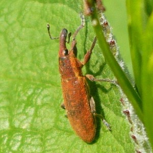 Lixus linearis