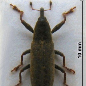 Lixus mucronatus