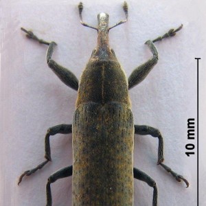 Lixus scolopax