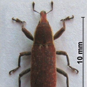 Lixus vilis