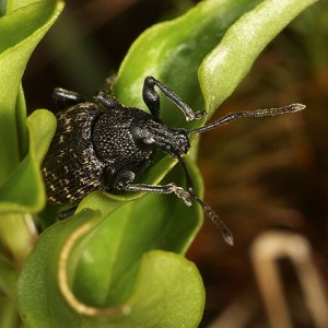 Otiorhynchus sulcatus