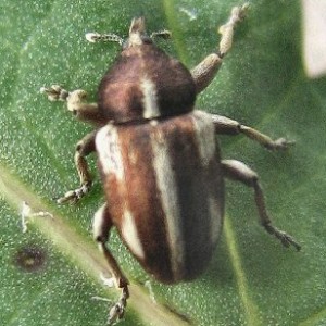 Tychius quinquepunctatus