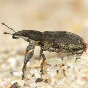 Sitona griseus