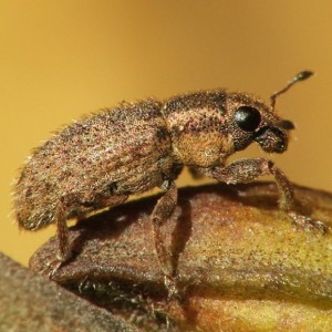 Sitona hispidulus