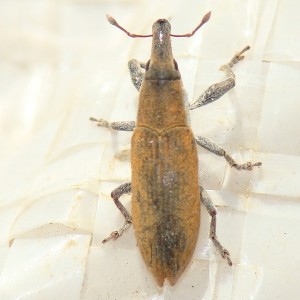 Lixus acicularis