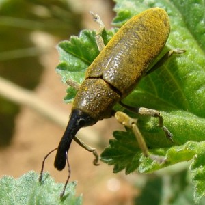 Lixus pulverulentus