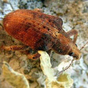 Gonipterus scutellatus