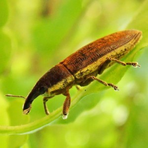 Lixus juncii