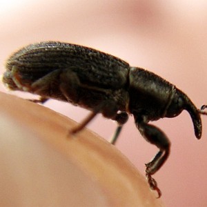 Mecinus pyraster