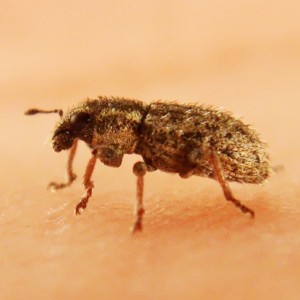 Sitona macularius