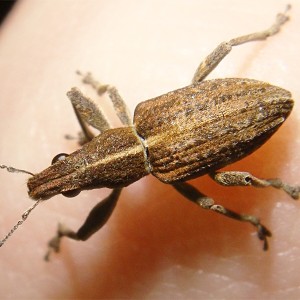 Sitona gressorius