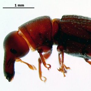 Pseudophloeophagus tenax