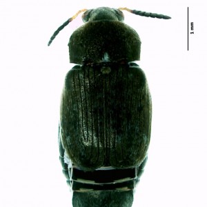 Bruchus rufimanus
