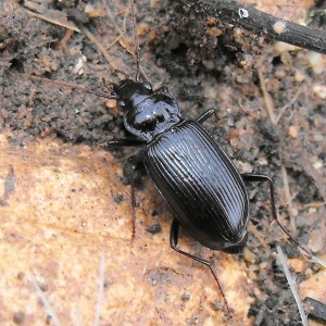 Nebria salina