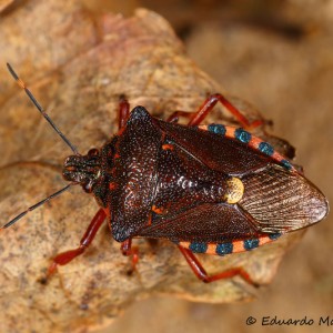 Pinthaeus sanguinipes