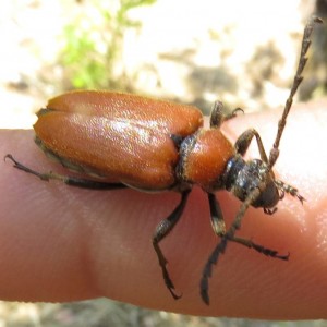 Stictoleptura rubra