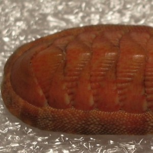Chiton corallinus