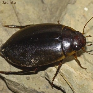 Colymbetes fuscus
