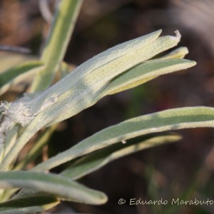 Refúgio larvar em Phlomis lychnitis © Eduardo Marabuto