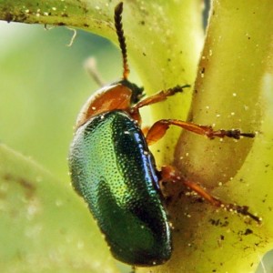 Gastrophysa polygoni