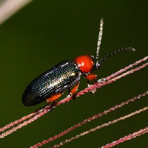 Oulema melanopus