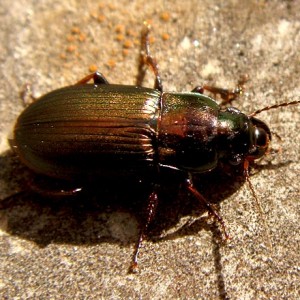 Harpalus distinguendus