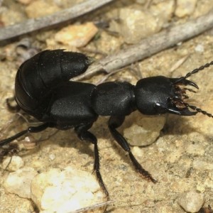 Ocypus olens