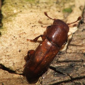 Pityophagus ferrugineus