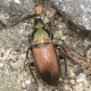 Poecilus versicolor