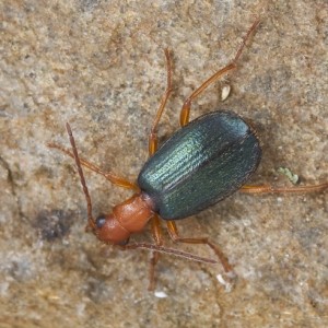 Brachinus crepitans