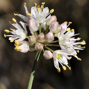 Allium ericetorum