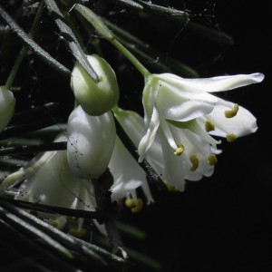 Asparagus umbellatus subsp. lowei