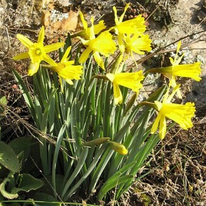 Narcissus pseudonarcissus subsp. portensis