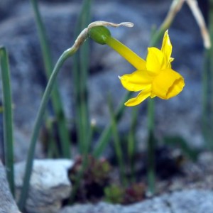 Narcissus scaberulus subsp. calcicola