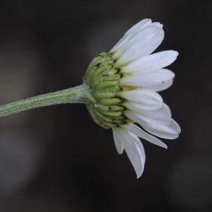 Tanacetum balsamita