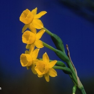 Narcissus scaberulus subsp. scaberulus
