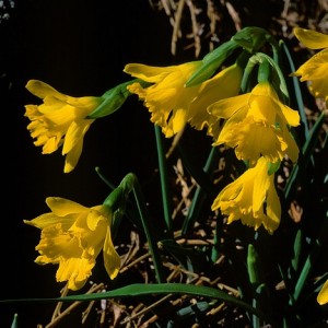 Narcissus minor subsp. asturiensis