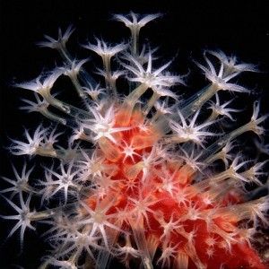 Alcyonium glomeratum