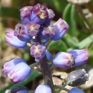 Bellevalia dubia subsp. hackelii