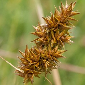 Carex cuprina