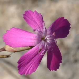 Dianthus cintranus subsp. cintranus